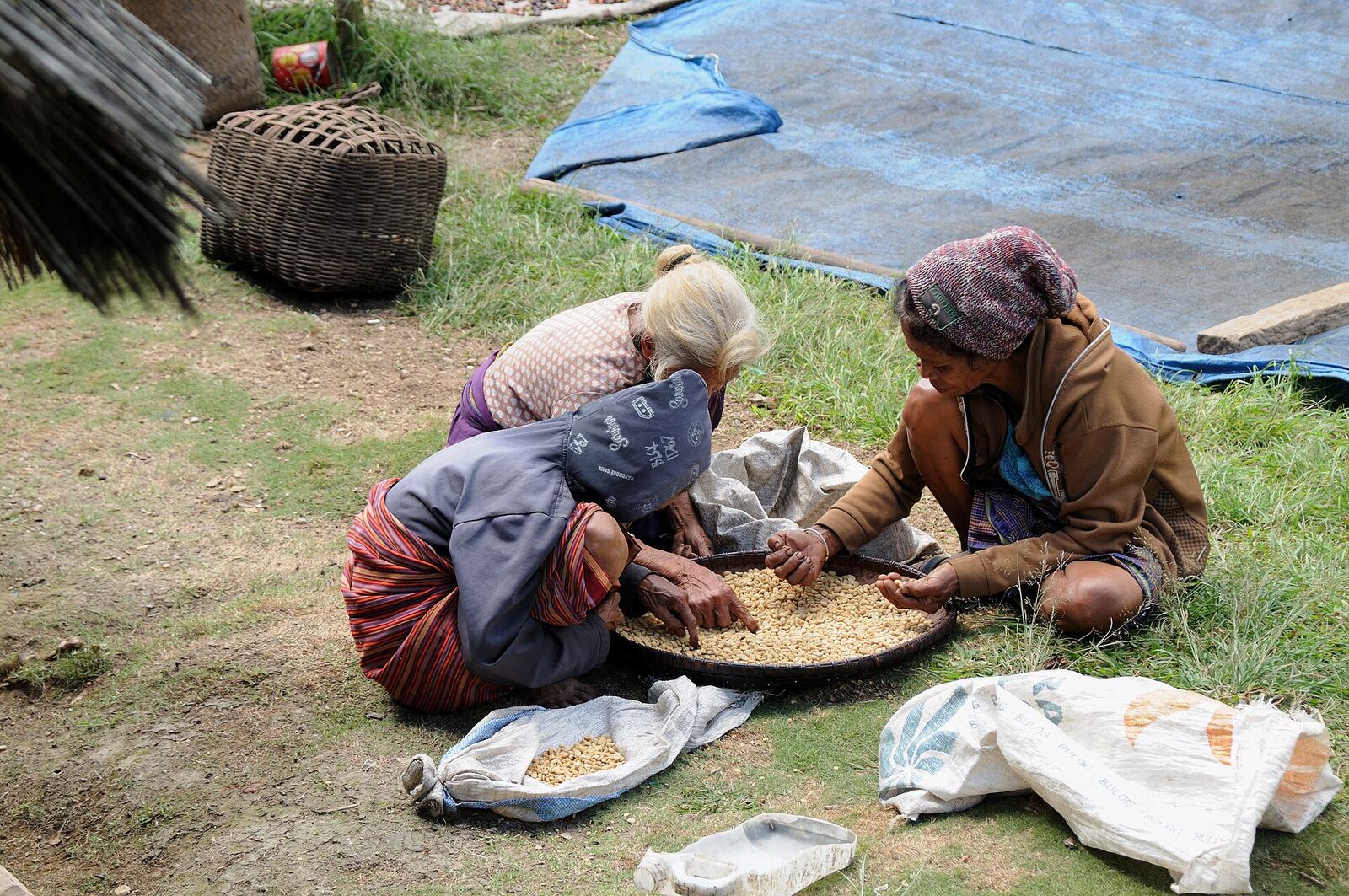 Hand-sorting commodities for quality before export