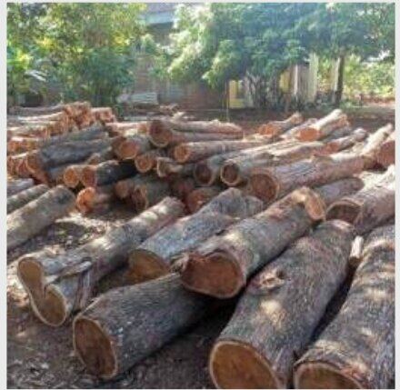 Wood processing yard in Indonesia